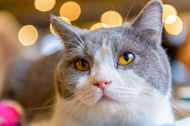 《方舟生存飞升》万圣梦魇马与恐怖主题今日登场